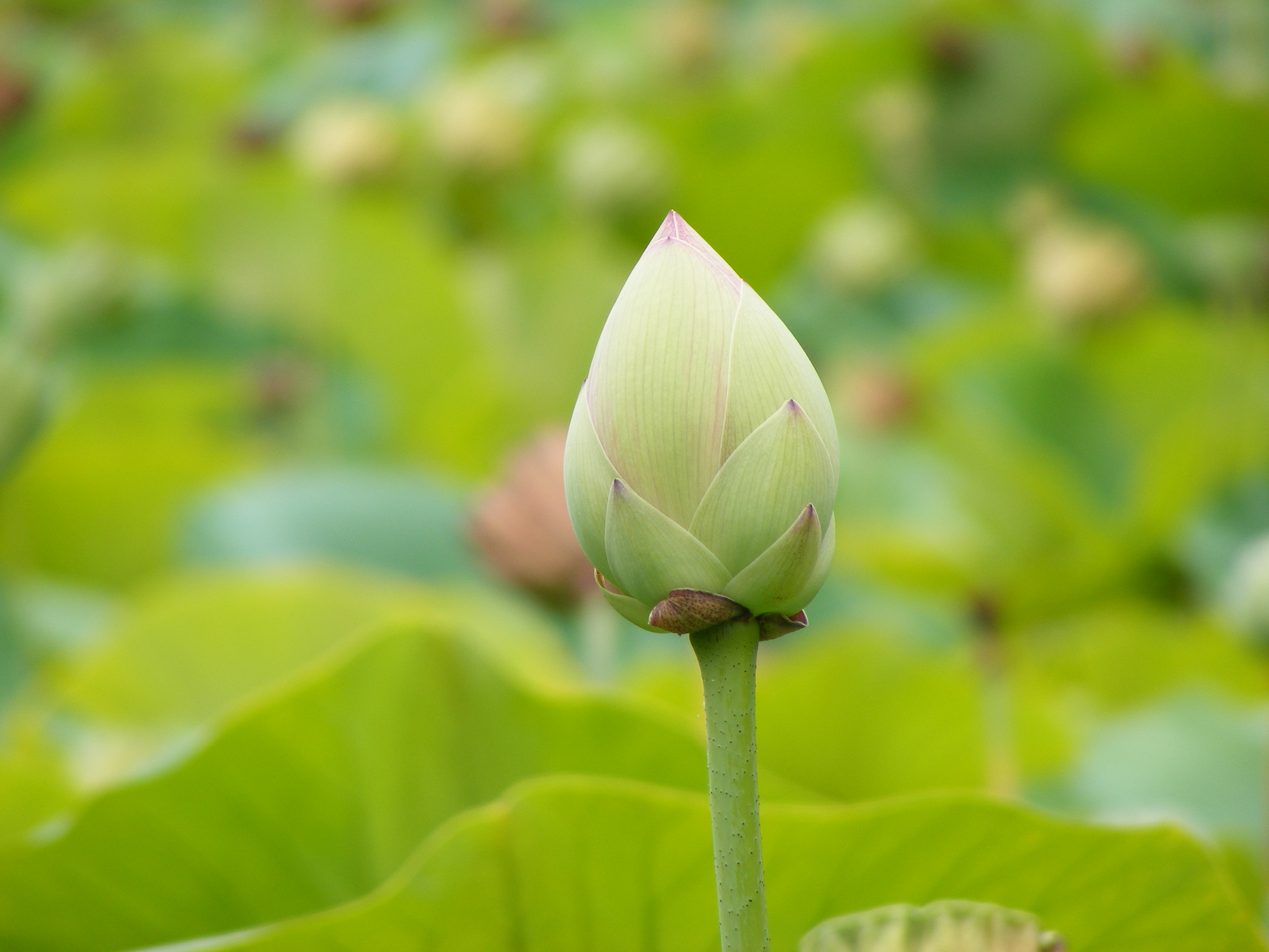 File Nelumno nucifera closed flower botanic garden adelaide.jpg