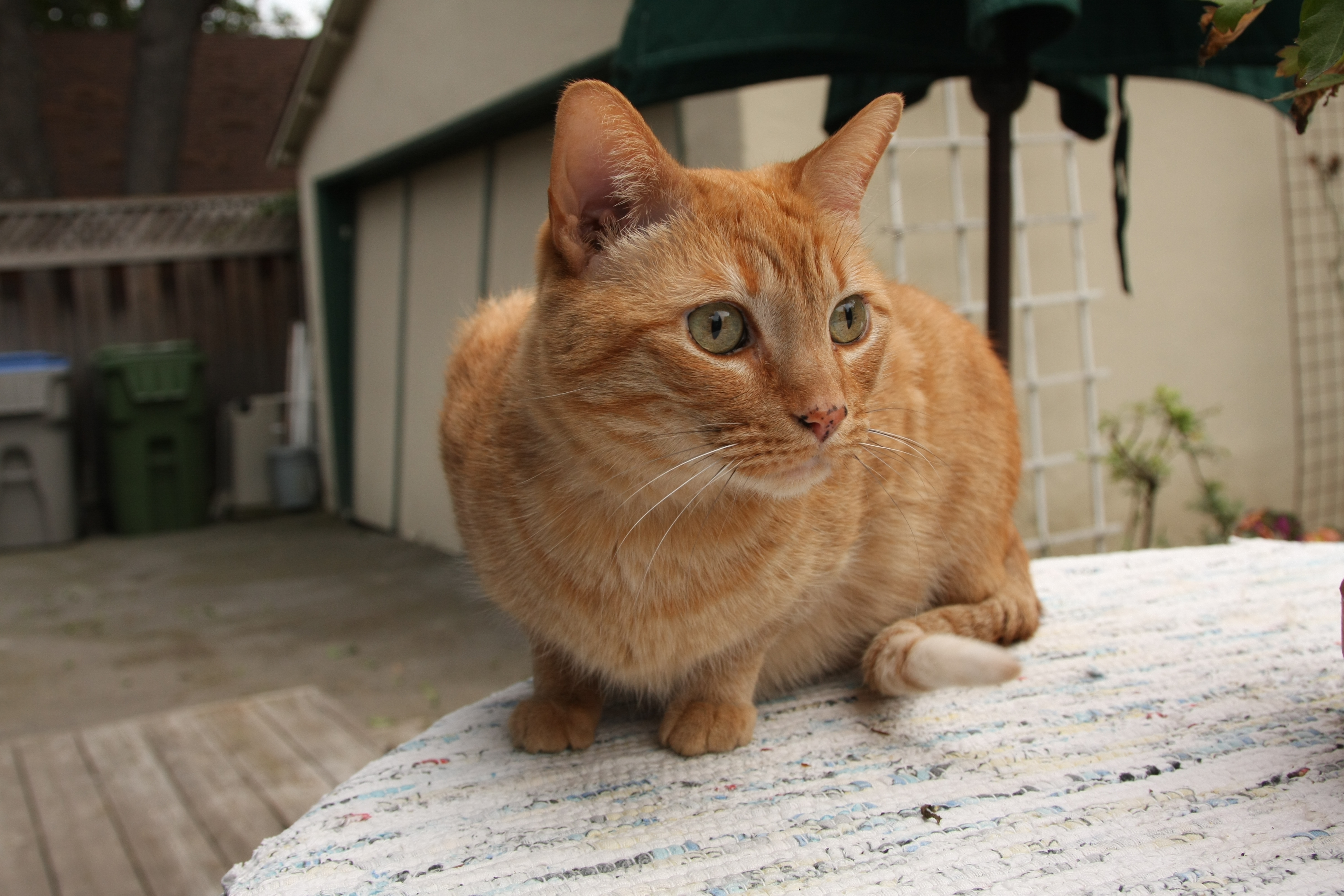 orange tabby domestic shorthair