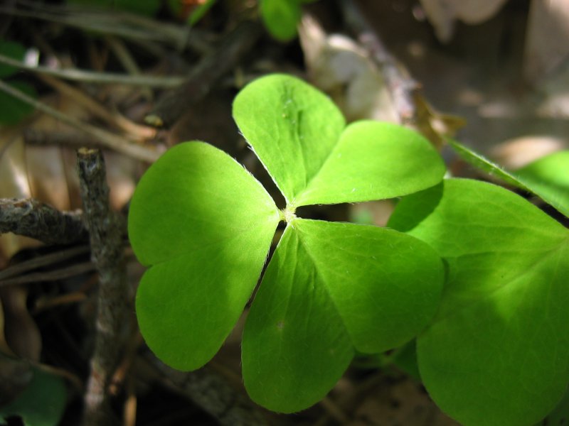 File:Oxalis acetosella blatt.jpeg