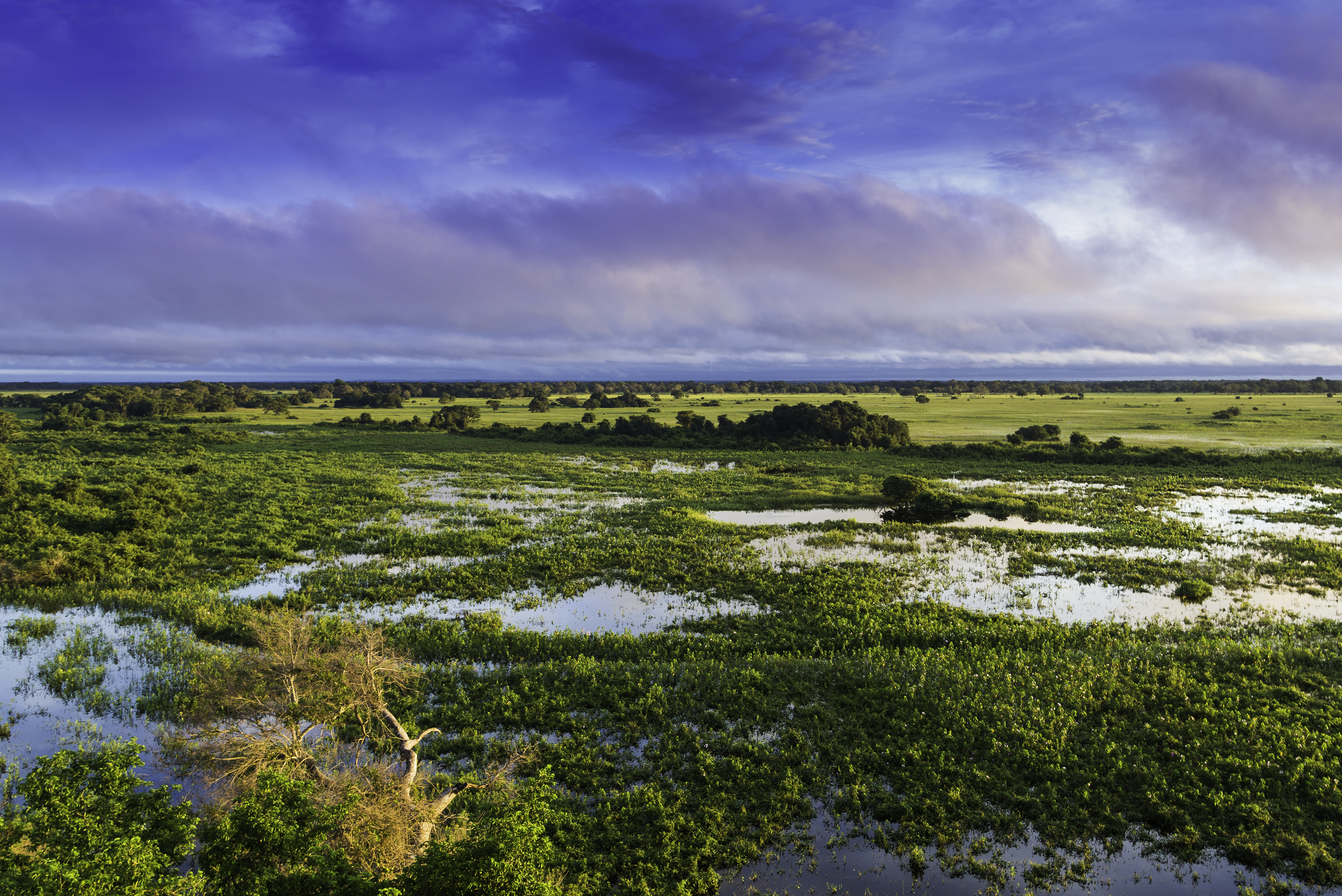 Pantanal Wikipedia