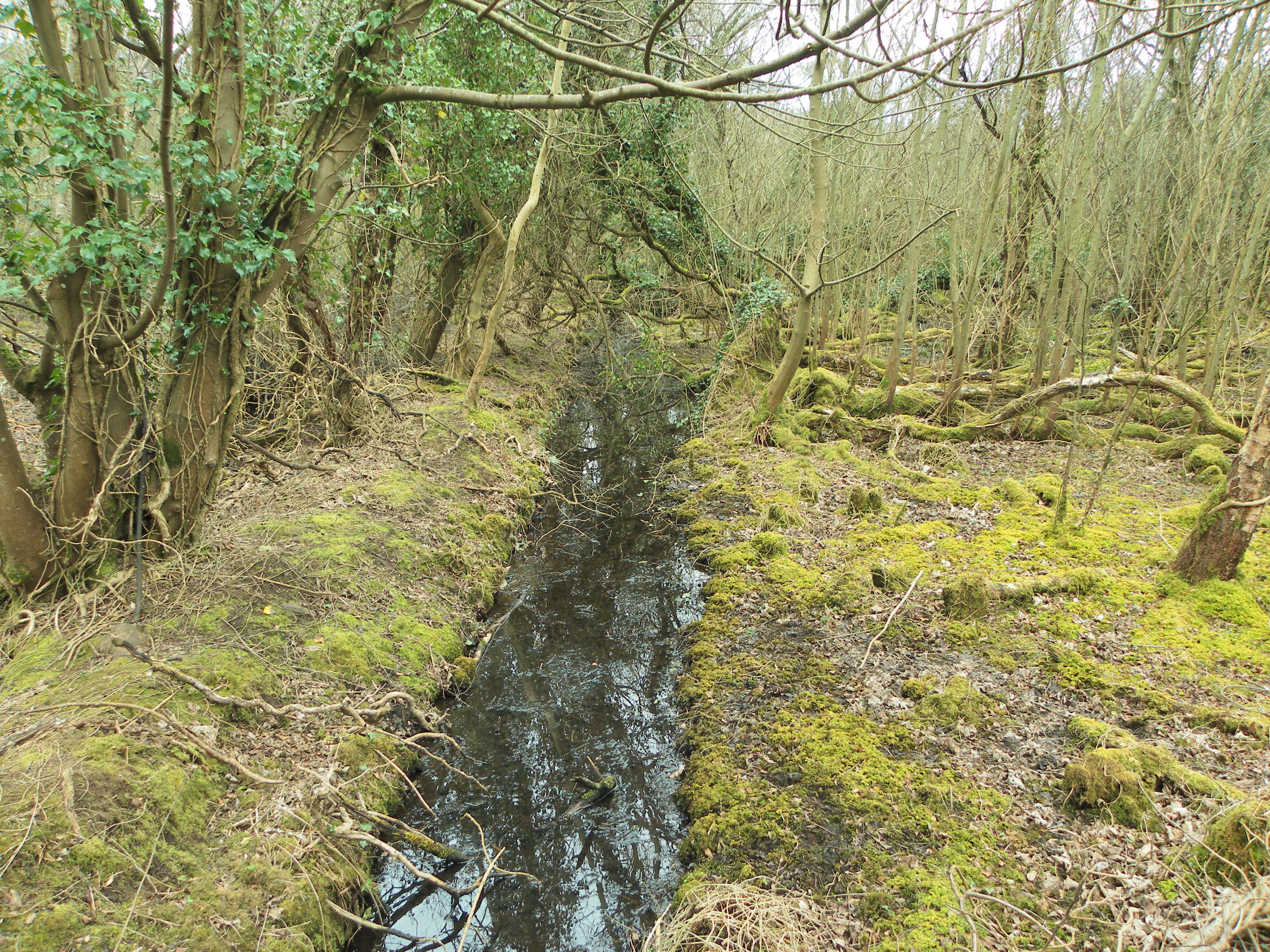 Peat bog.