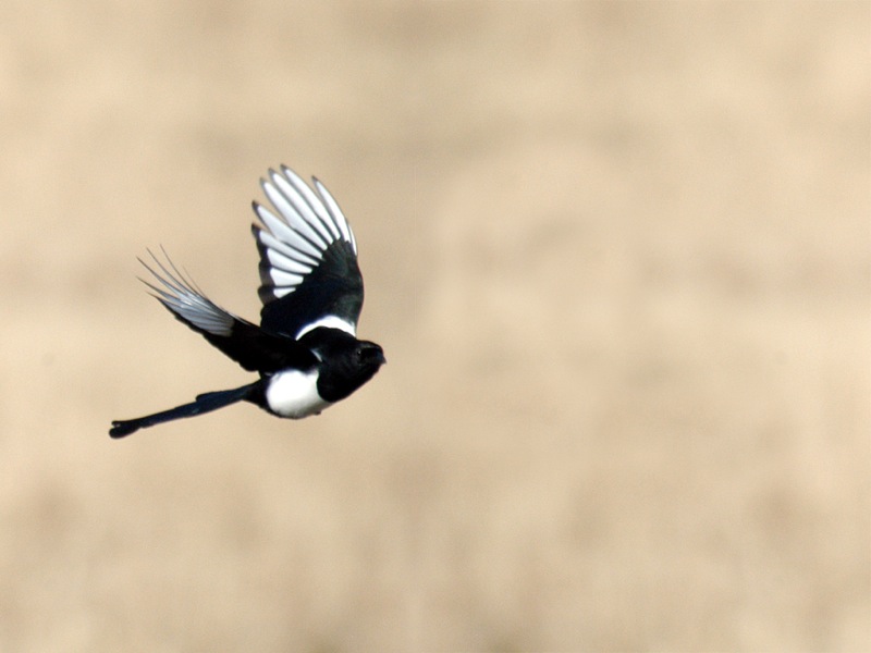 Datei:Pica hudsonia flight.jpg