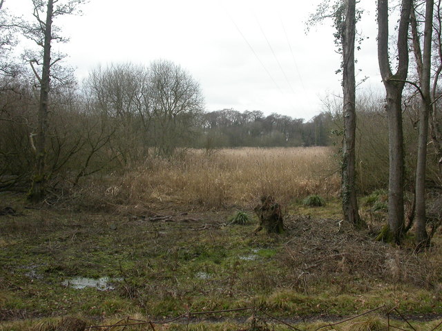 Lymington River Reedbeds