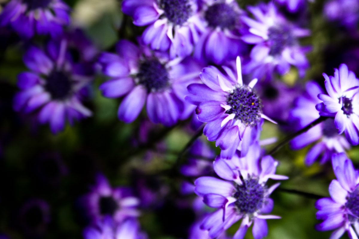 File:Purple Flowers (7769562568).jpg