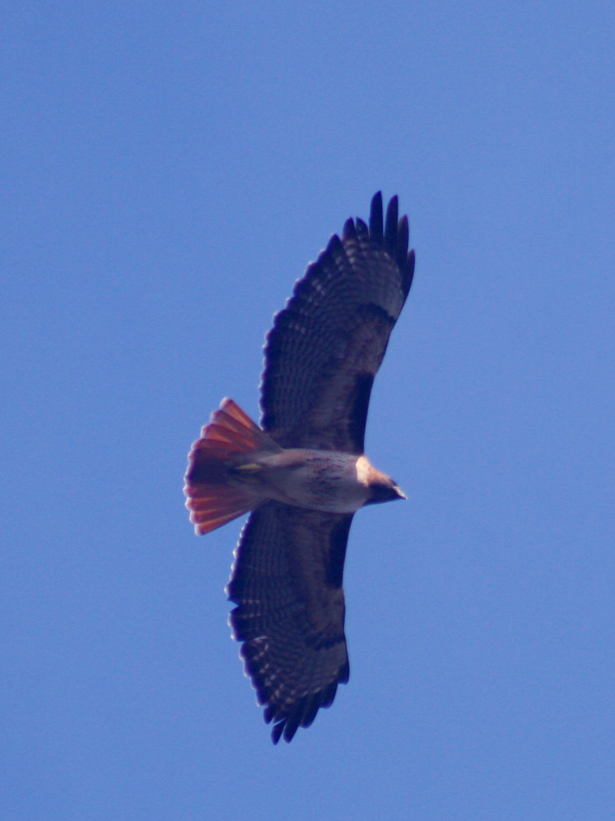 File:Red-tailed hawk in flight.jpg Wikimedia Commons