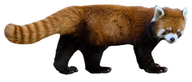 File:RedPandaFullBody white background.JPG