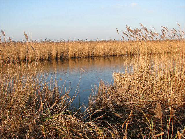 File:Reed beds beside the River Thurne - geograph.org.uk - 1096272.jpg