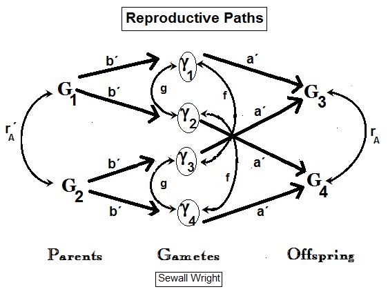 Path analysis of sexual reproduction.