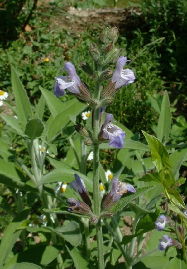 Sauge officinale à large feuille - Salvia officinalis 'Berggarten