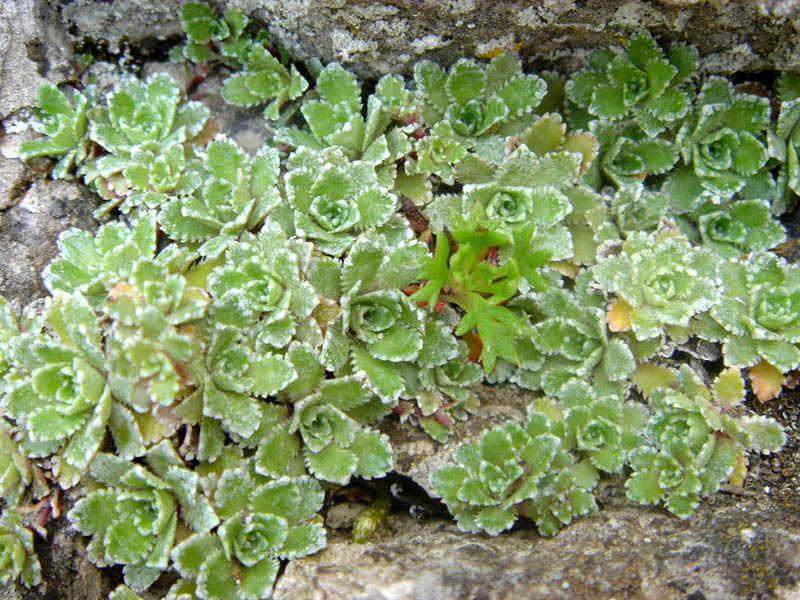 File:Saxifraga paniculata (Picos de Europa) 1.jpg