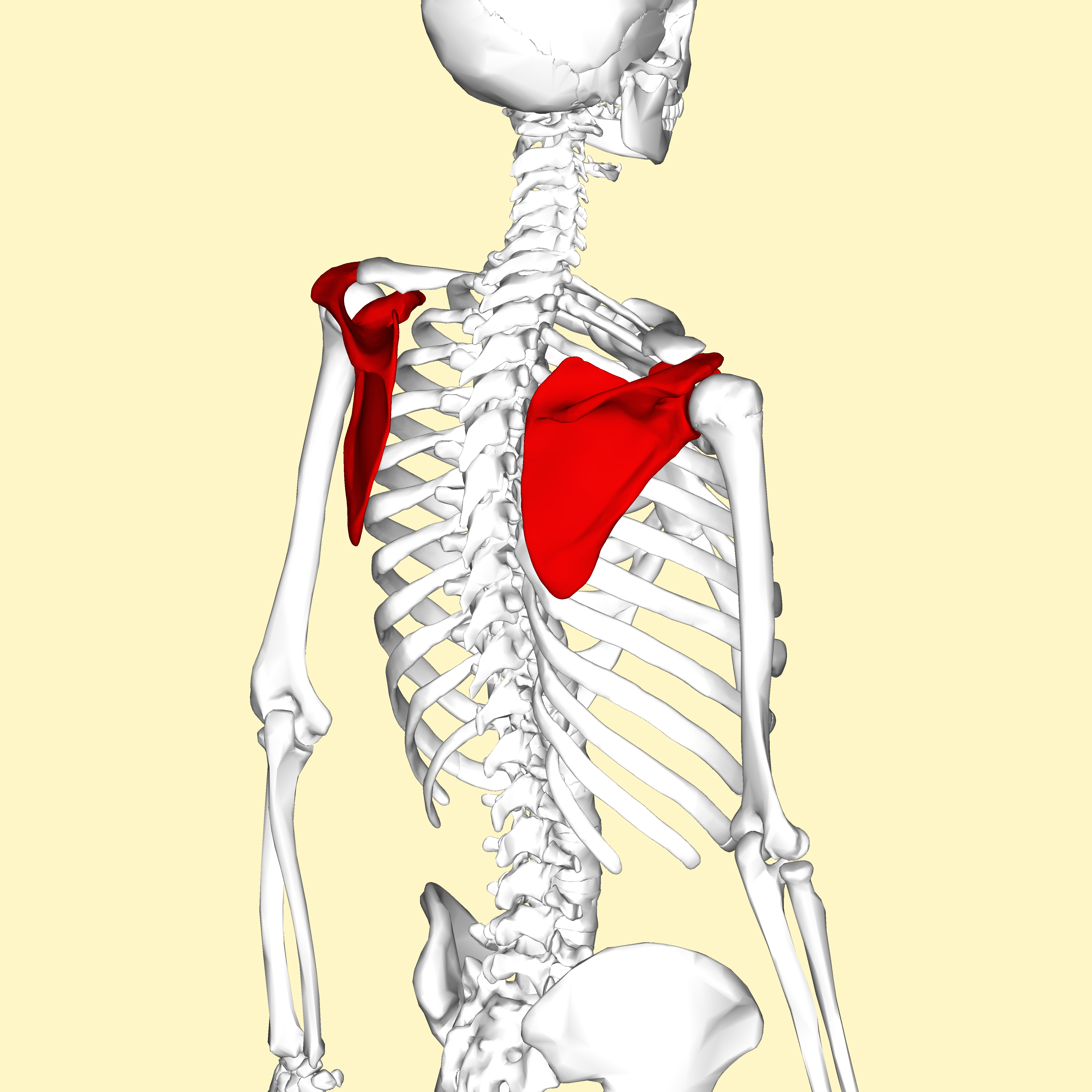 scapula lateral