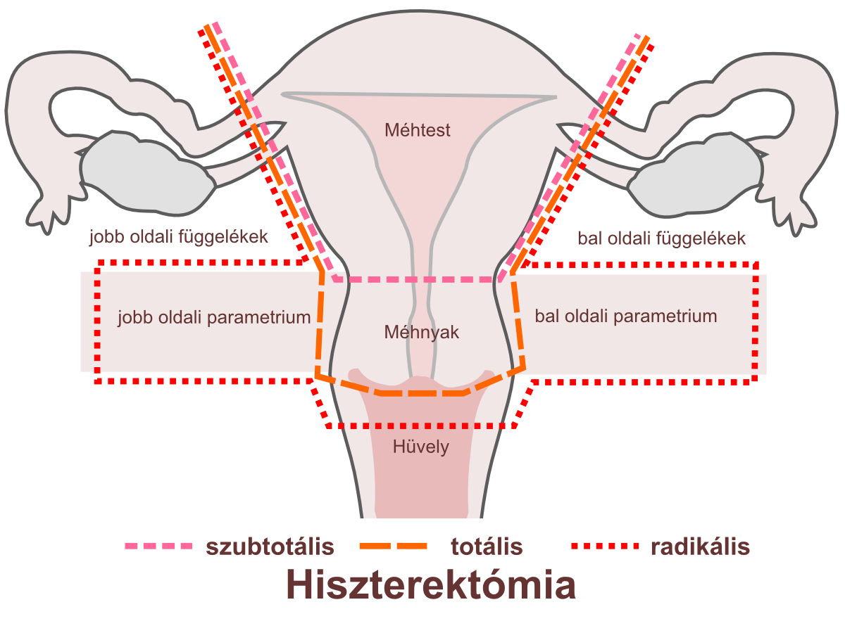 Női nemi szerv latinul