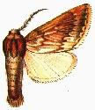 <i>Sesamia</i> Genus of moths