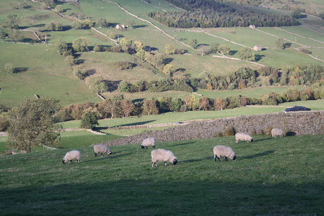 File:Sheep grazing in Upper Swaledale - geograph.org.uk - 98485.jpg