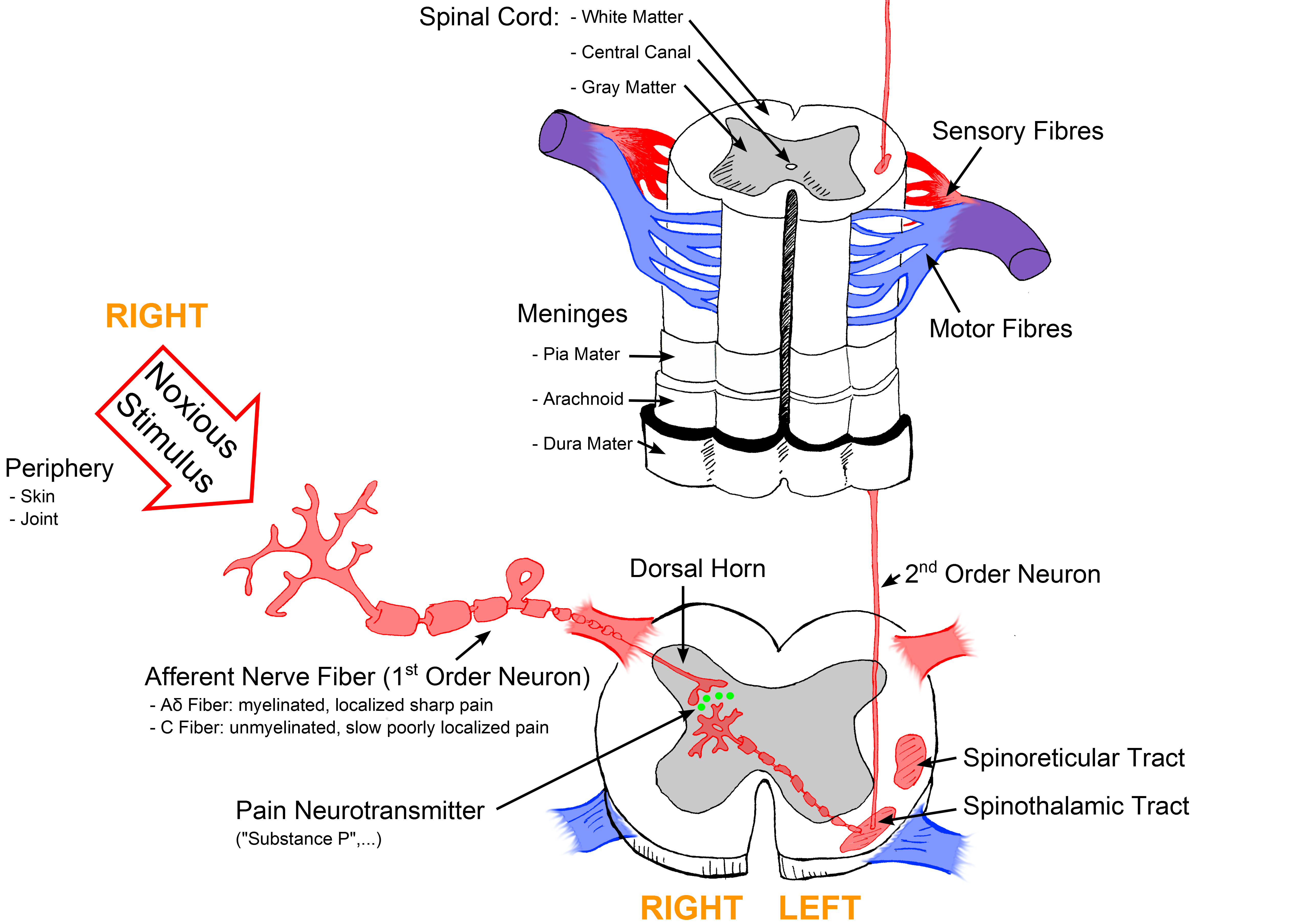 Pain nice. Spinal Cord. Spinal nerve Pain. Spinal Cord segments. Paleospinothalamic Pathway.