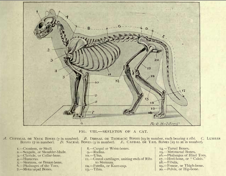 File:Skeleton of a cat.jpg