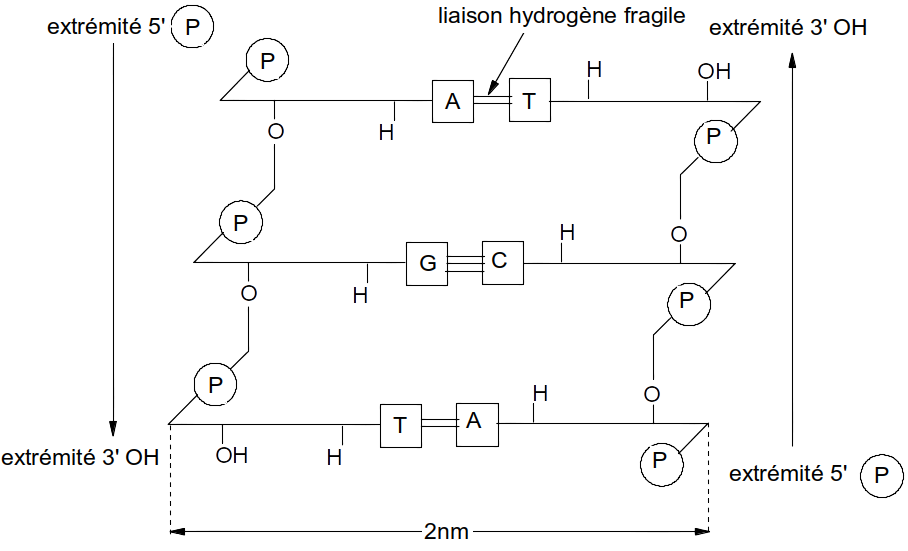 structure de l'ADN