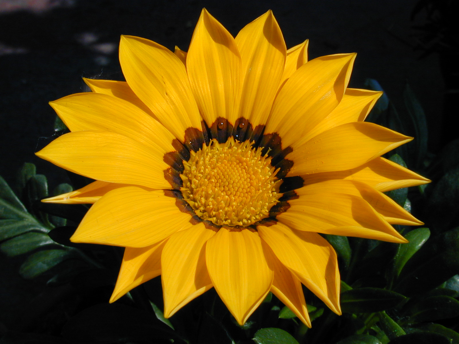 file-sunflower-108-jpg-wikipedia