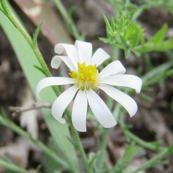 File:Symphyotrichum trilineatum 99866891 (cropped).jpg