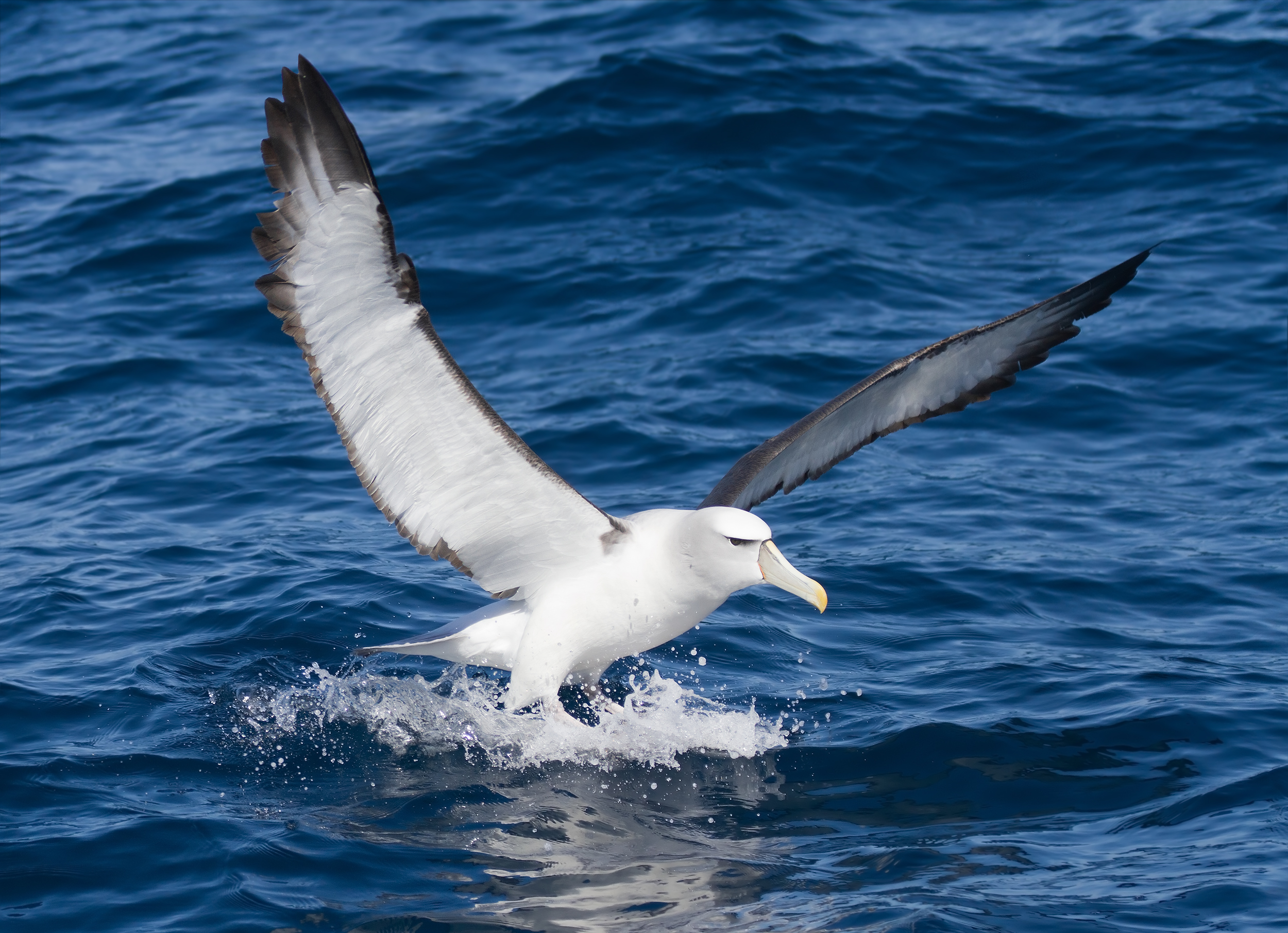 Thalassarche cauta landing 2 - SE Tasmania.jpg