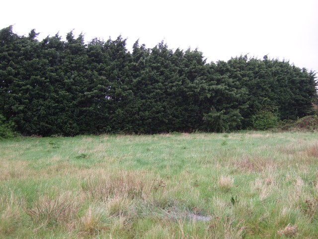 File:Trees on industrial estate, Billingborough - geograph.org.uk - 2924093.jpg