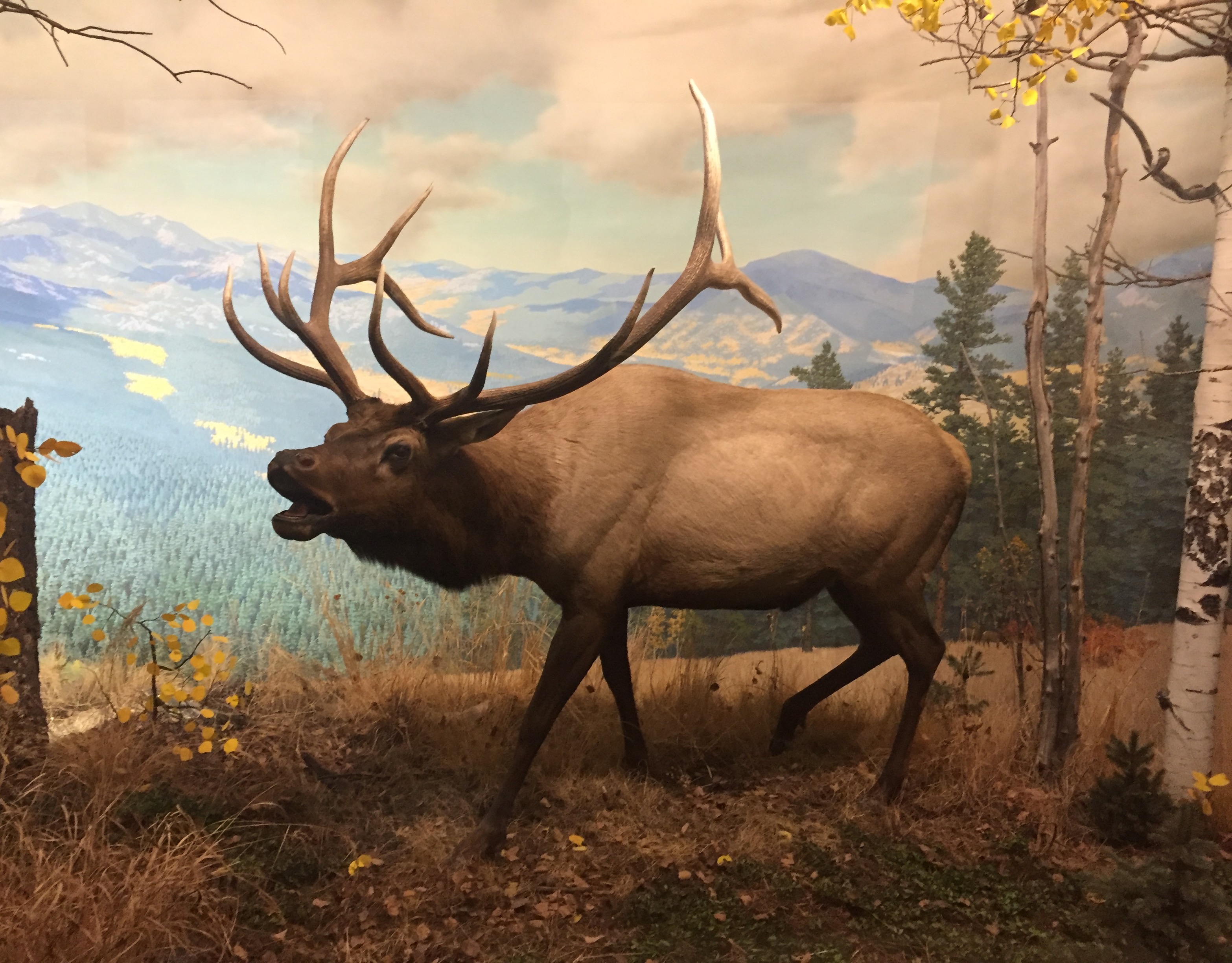 Wapiti_Elk%2C_Denver_Museum_of_Nature_and_Science.jpg