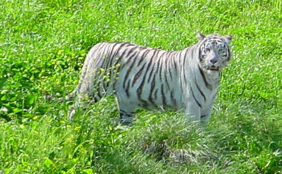 White tiger - Wikipedia