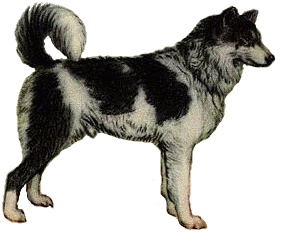 File:Yakutian laika (white background).jpg