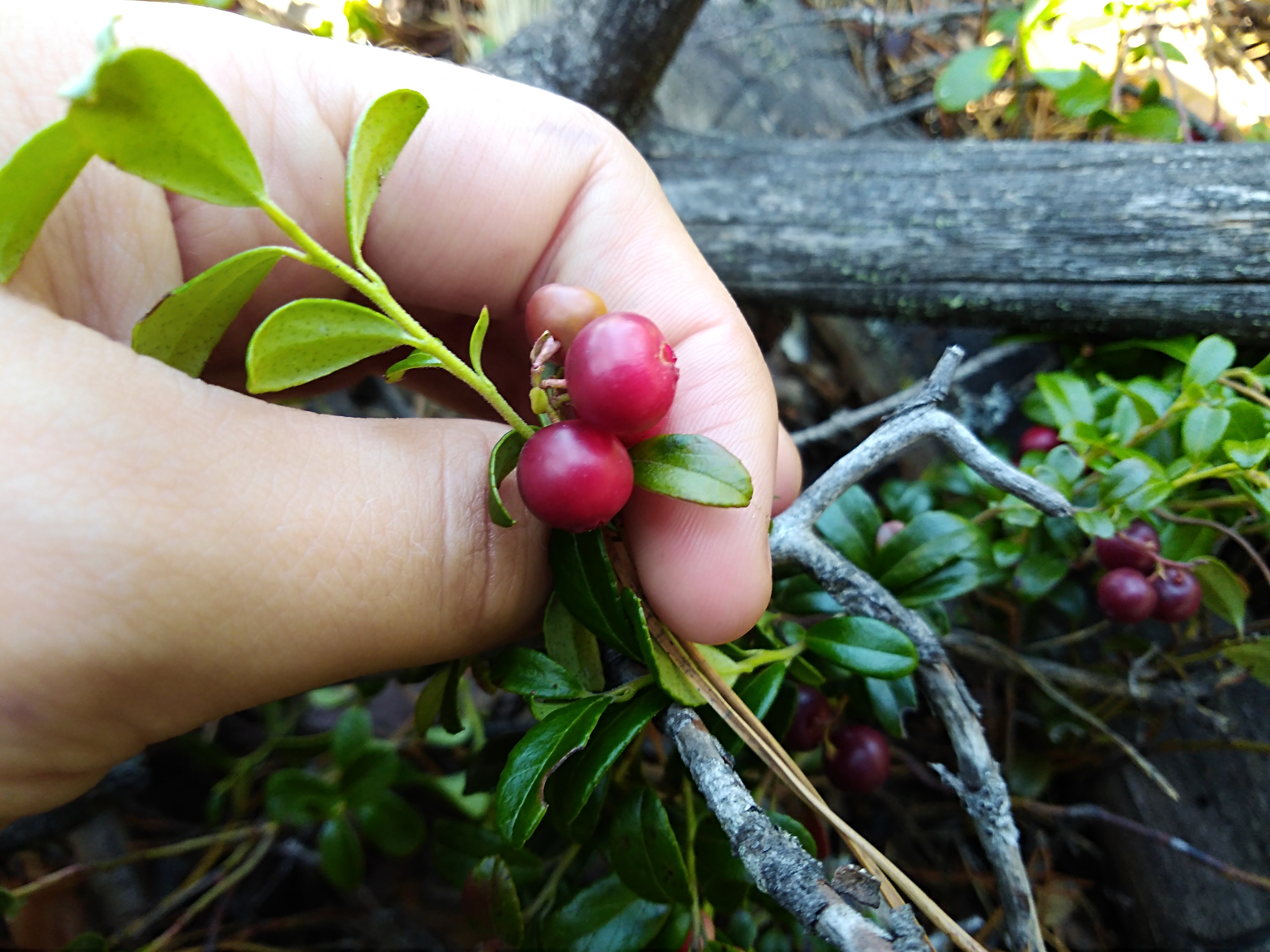 Брусника зубовский. Брусника (Vaccinium Vitis-idaea). Брусника (Vaccinium Vitis idaea l.). Брусника обыкновенная кустарничек. 5. Брусника Vaccinium Vitis-idaea.