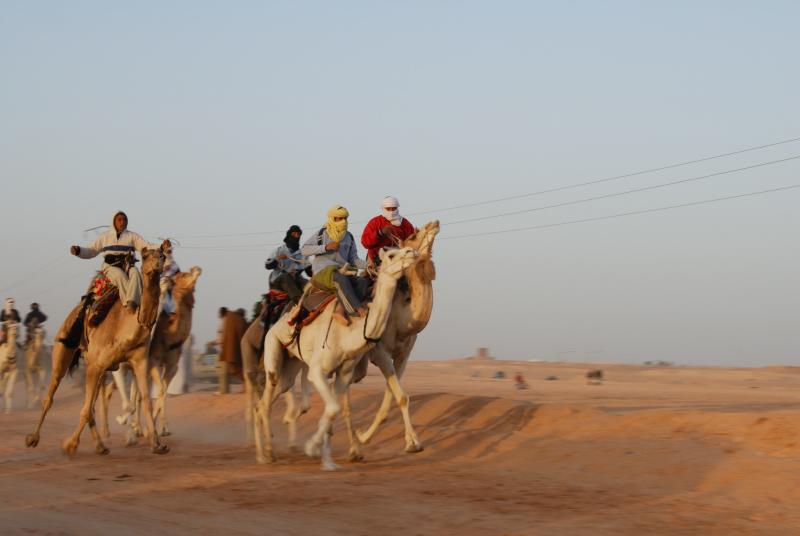 File:20070227 Camel Race in Ouargla.jpg