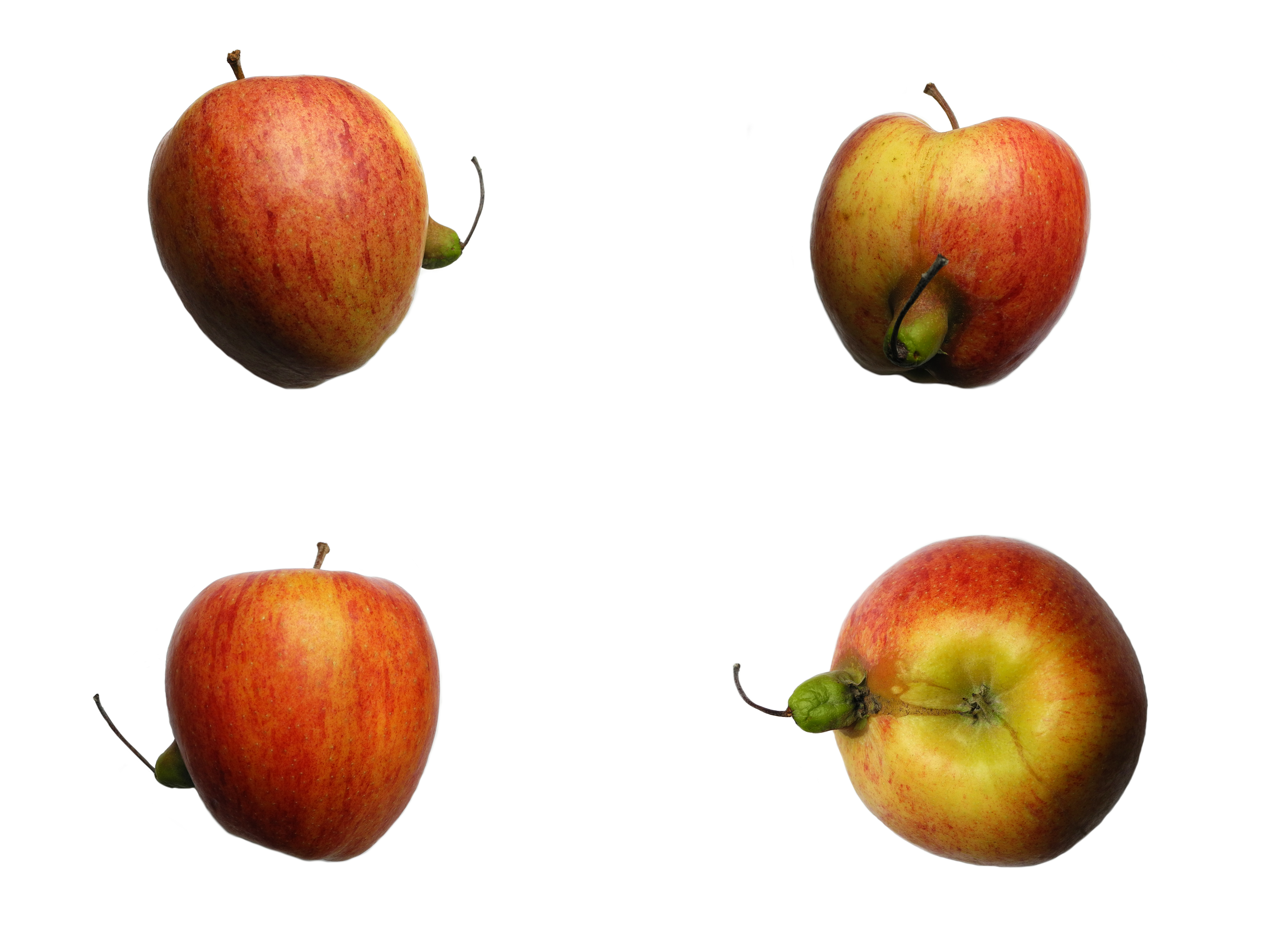 Fichier:Coupe pomme legende transversale octobre.jpg — Wikipédia