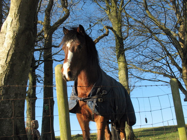 File:A friendly steed at Gwnhinger Farm - geograph.org.uk - 670087.jpg