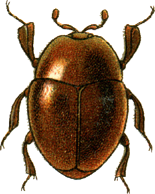 <span class="mw-page-title-main">Bacaniini</span> Tribe of beetles