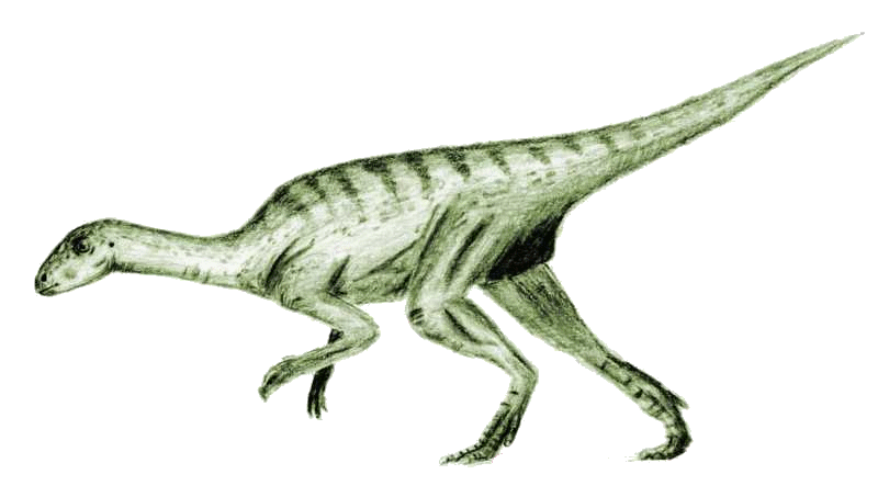 File:Agilisaurus2.png