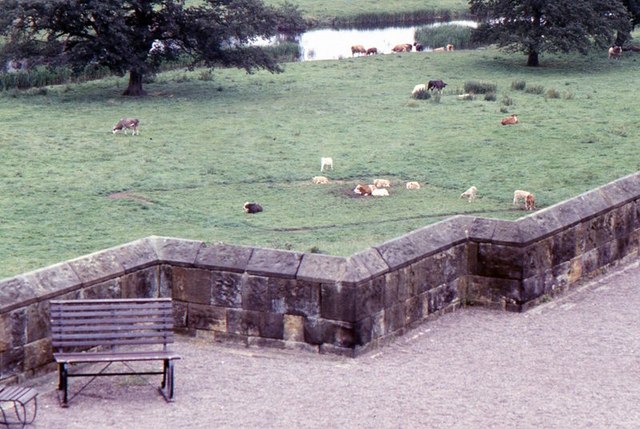 File:Alnwick Castle cows grazing - geograph.org.uk - 1312670.jpg