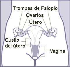 File:Aparato reproductor femenino (frontal).png