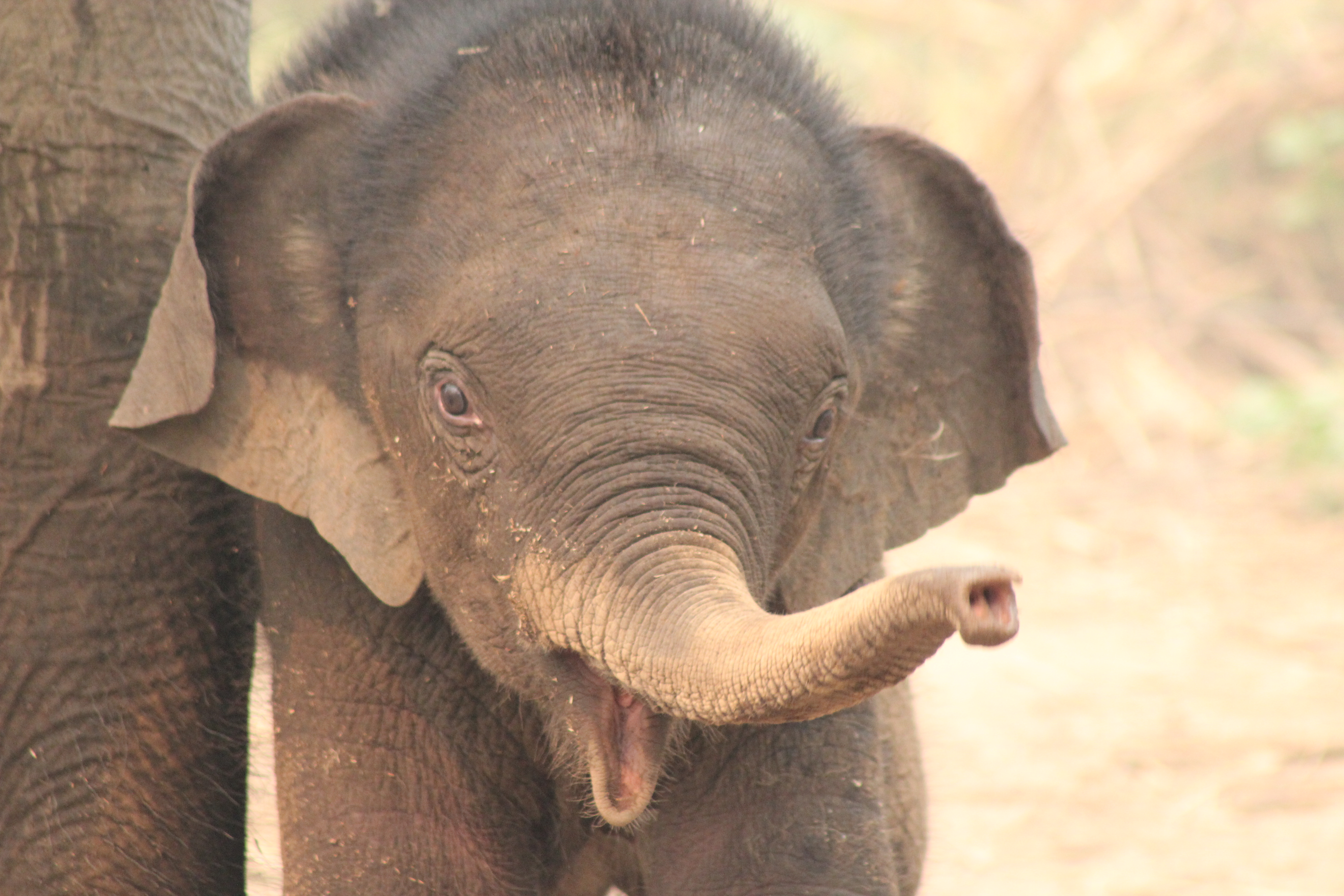 File:Baby elephants in an elephant sancuary 02.JPG - Wikipedia