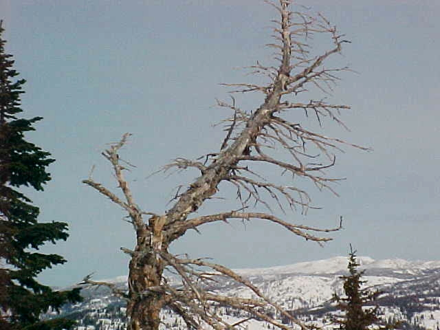 File:Bent bare tree on mountain.jpg