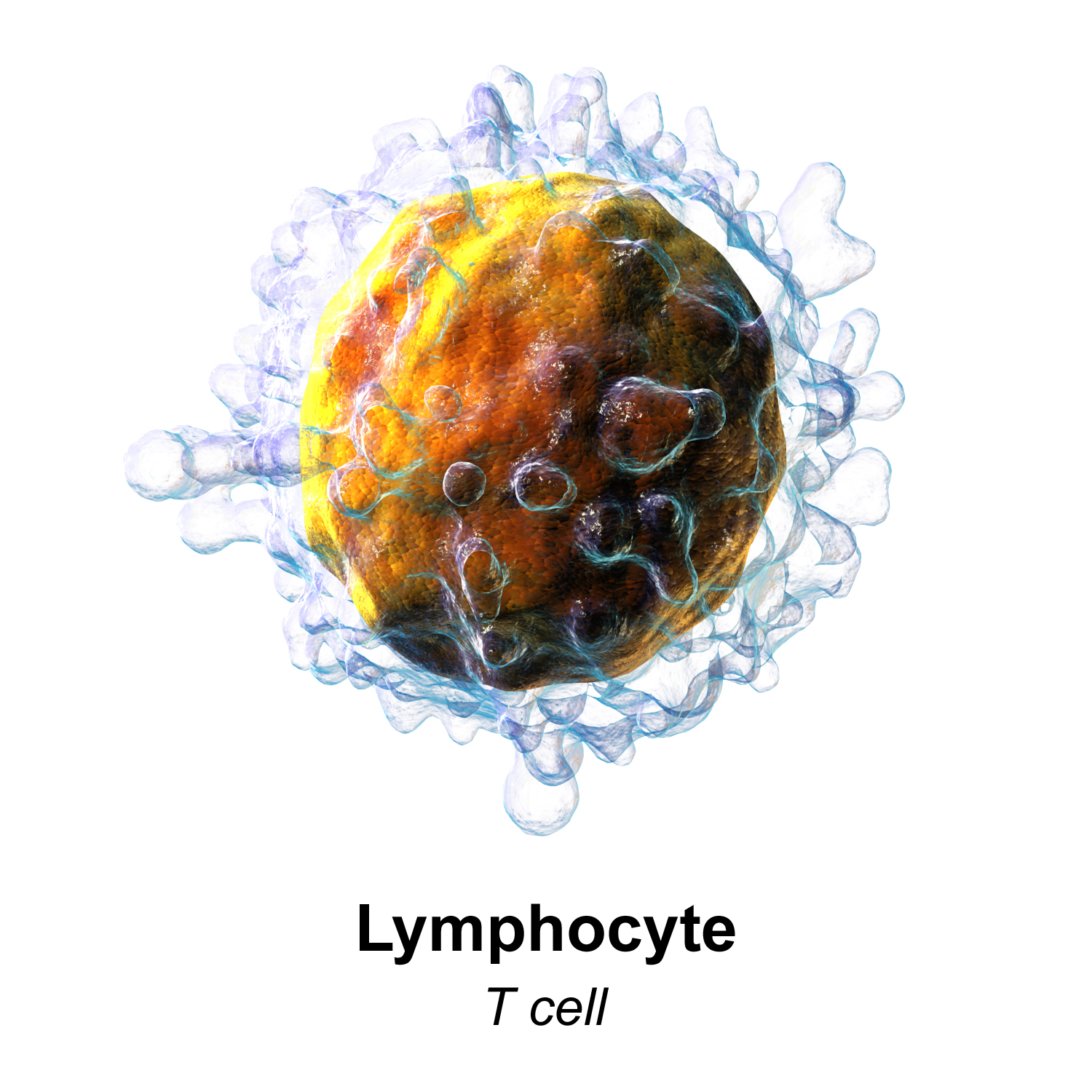 File:Blausen 0625 Lymphocyte T cell.png - Wikimedia Commons