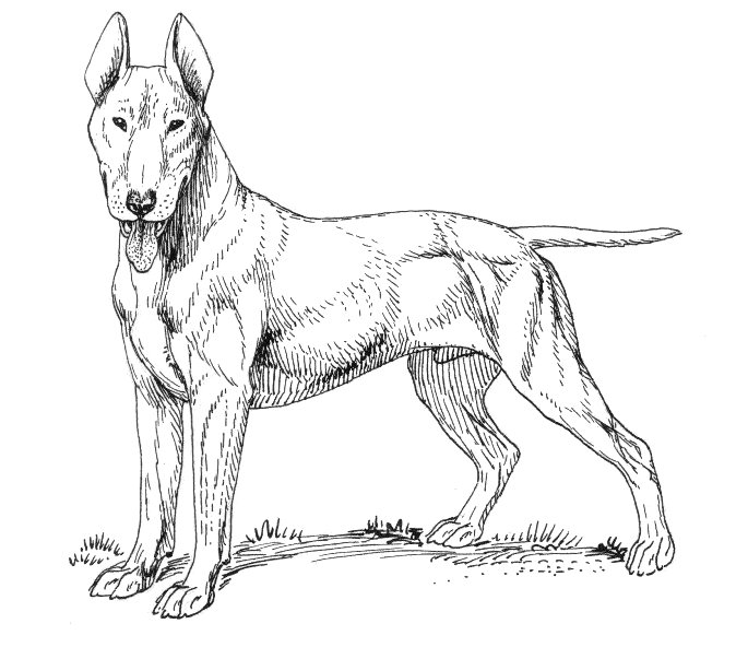 File:Bull Terrier (PSF).jpg