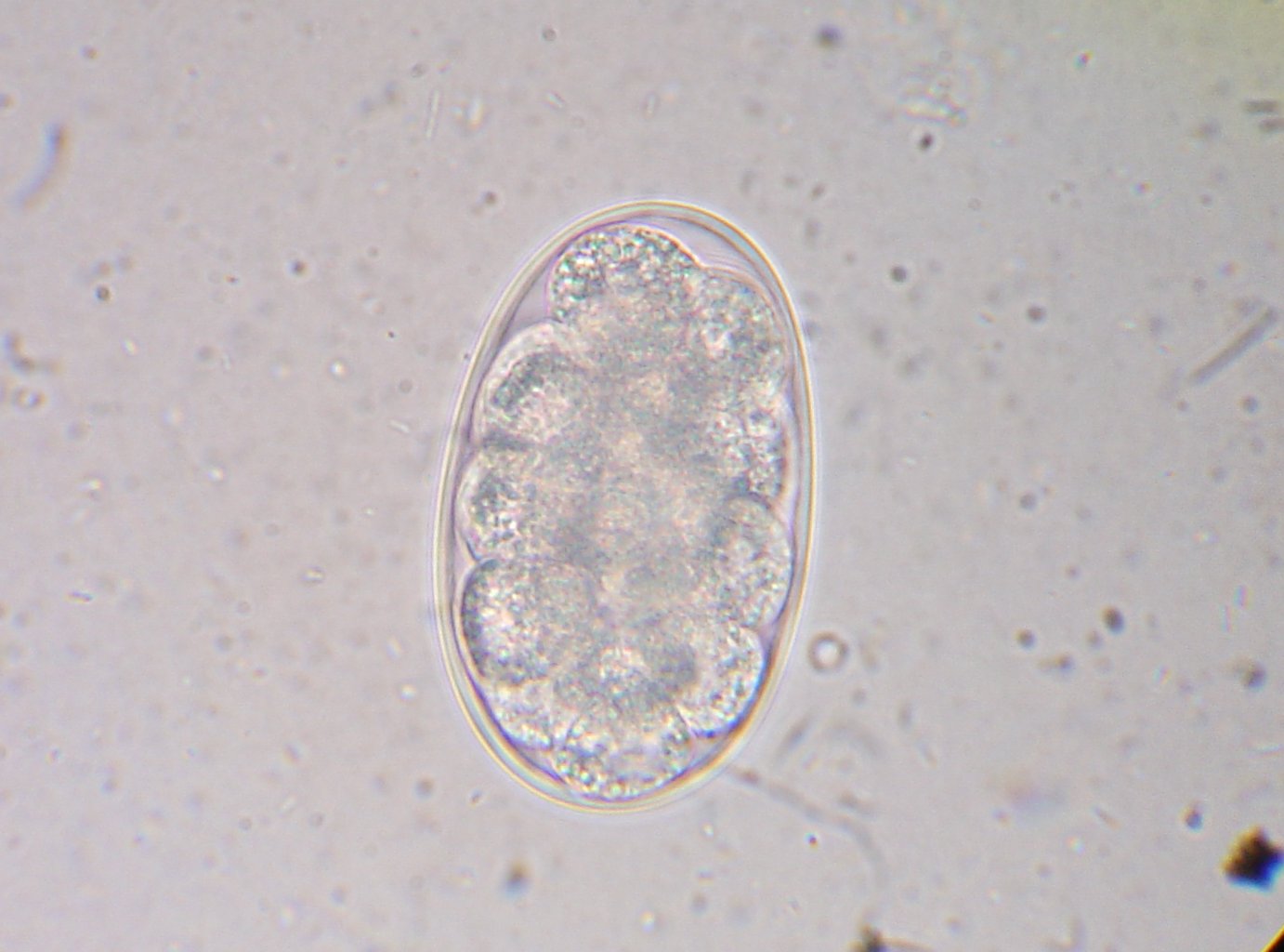 Яйца гельминтов Ancylostoma caninum