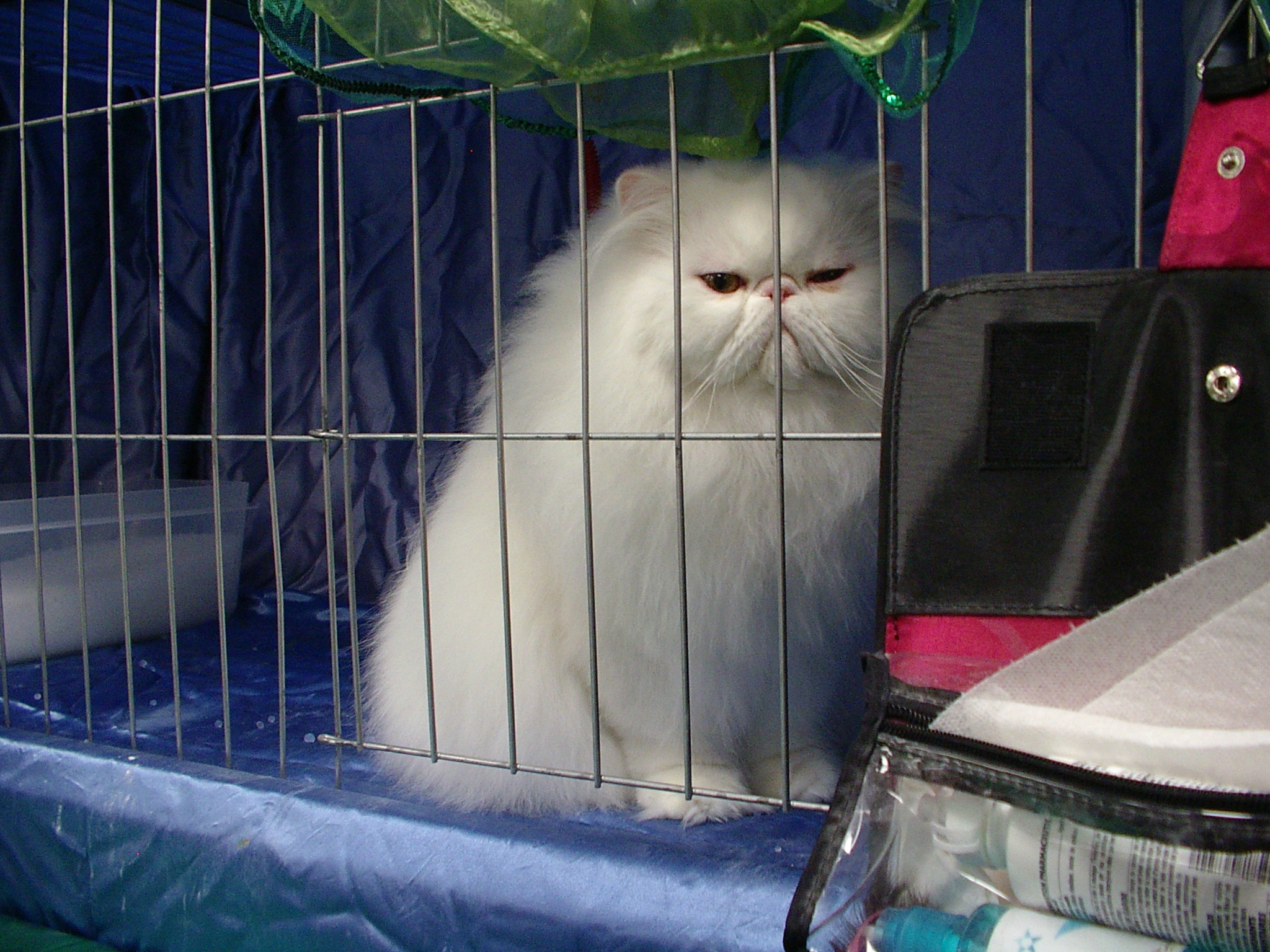 persian cat cage