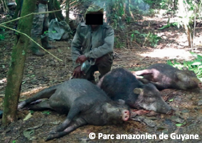 File:Chasseurs de pécaris à lèvres blanches.png