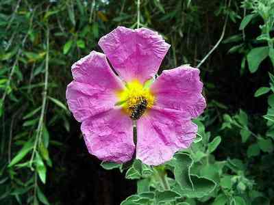 Cistus incanus.jpg