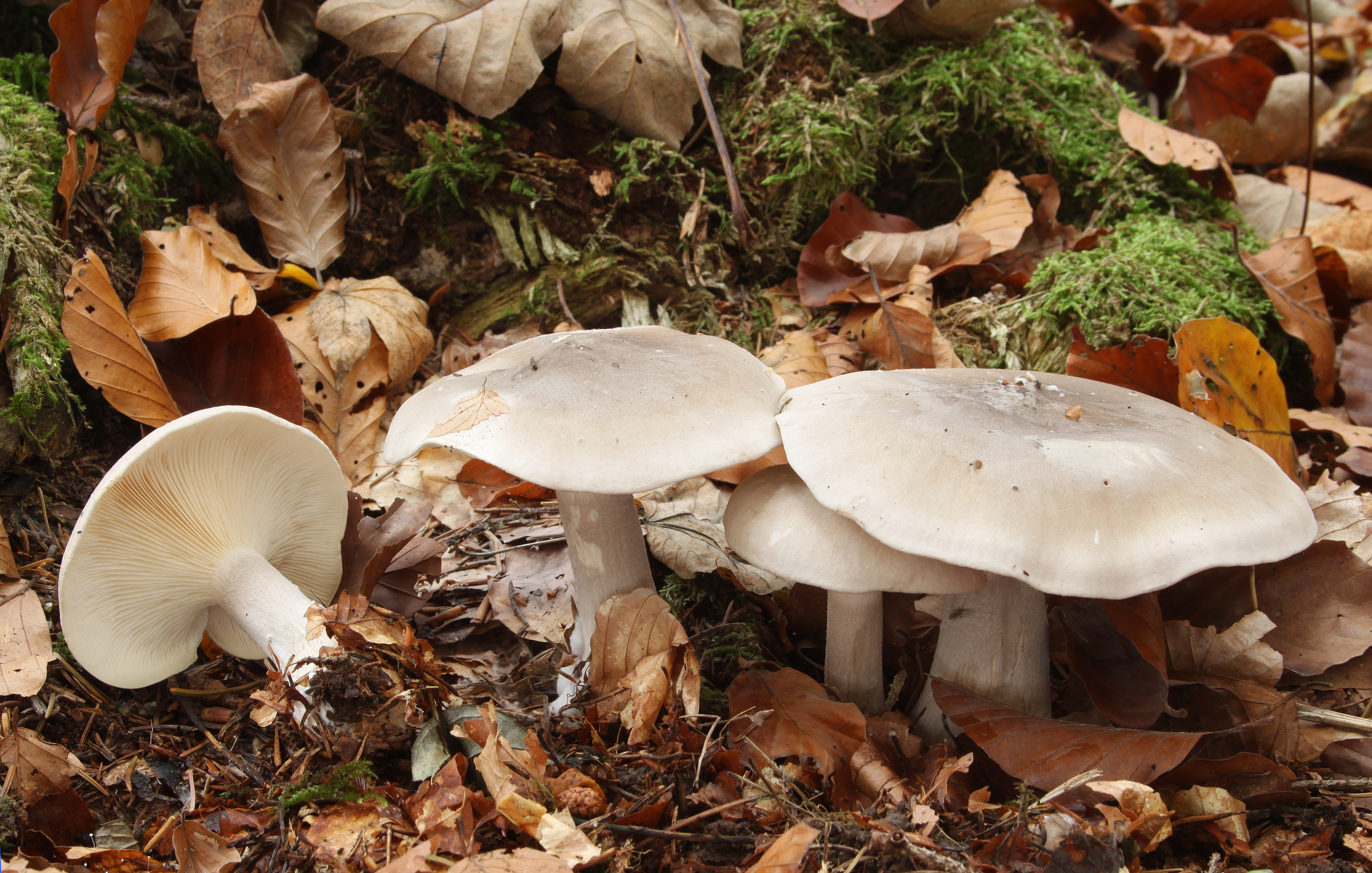 Дымчатая говорушка Clitocybe nebularis