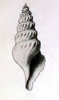 <i>Comitas thisbe</i> Species of gastropod