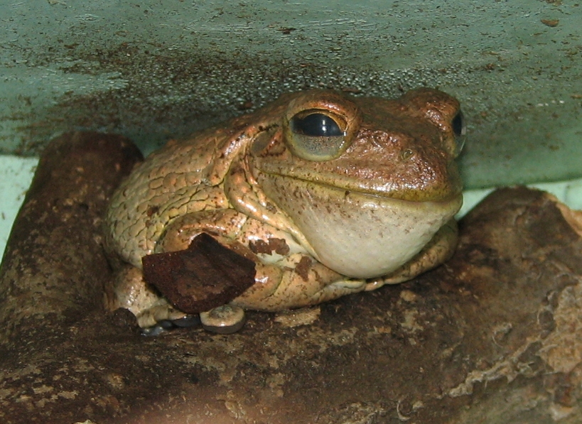 Invasive Cuban Treefrog