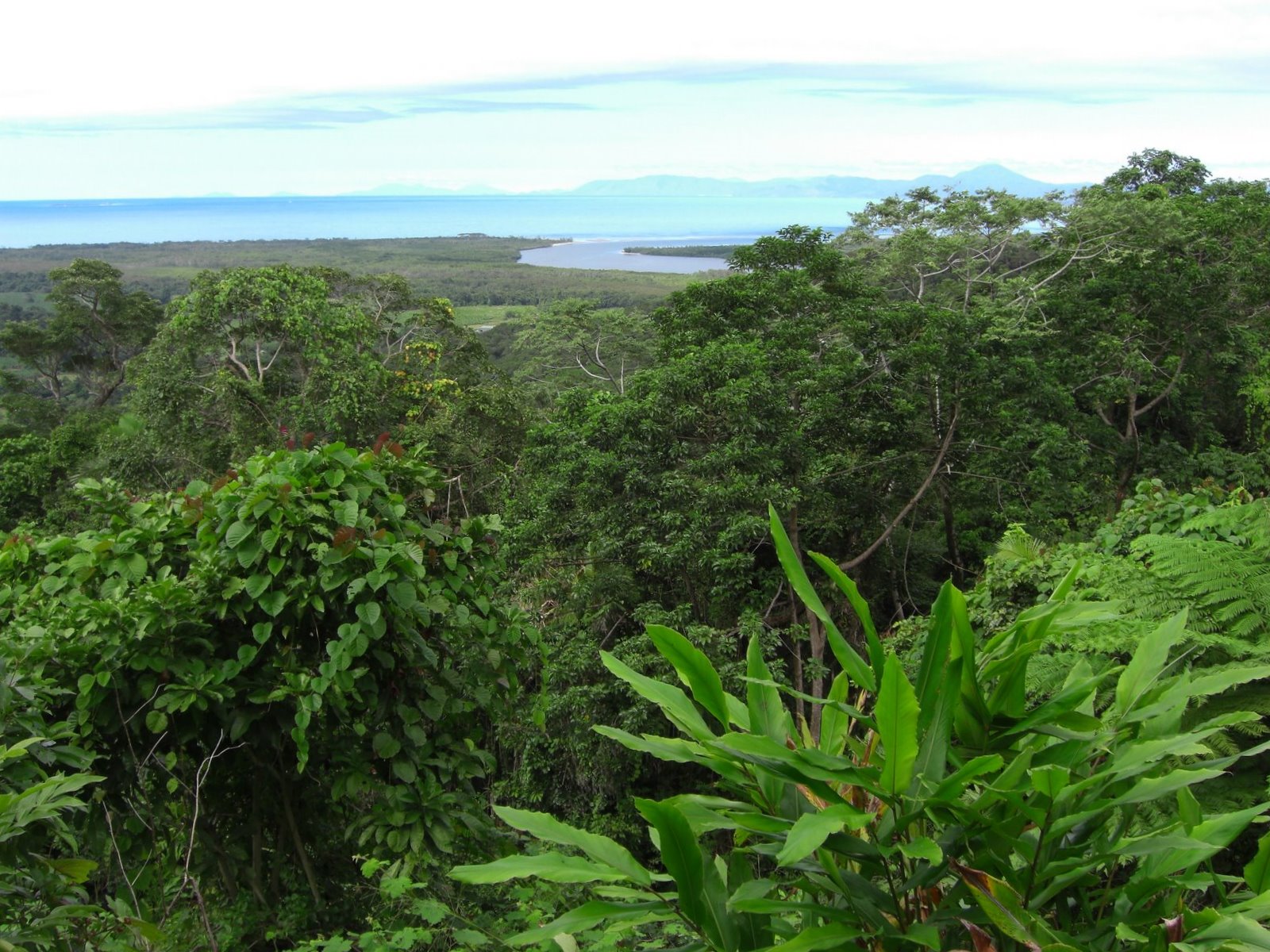 Queensland Tropical Rainforests