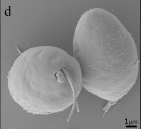 File:Diplonema papillatum SEM image.gif