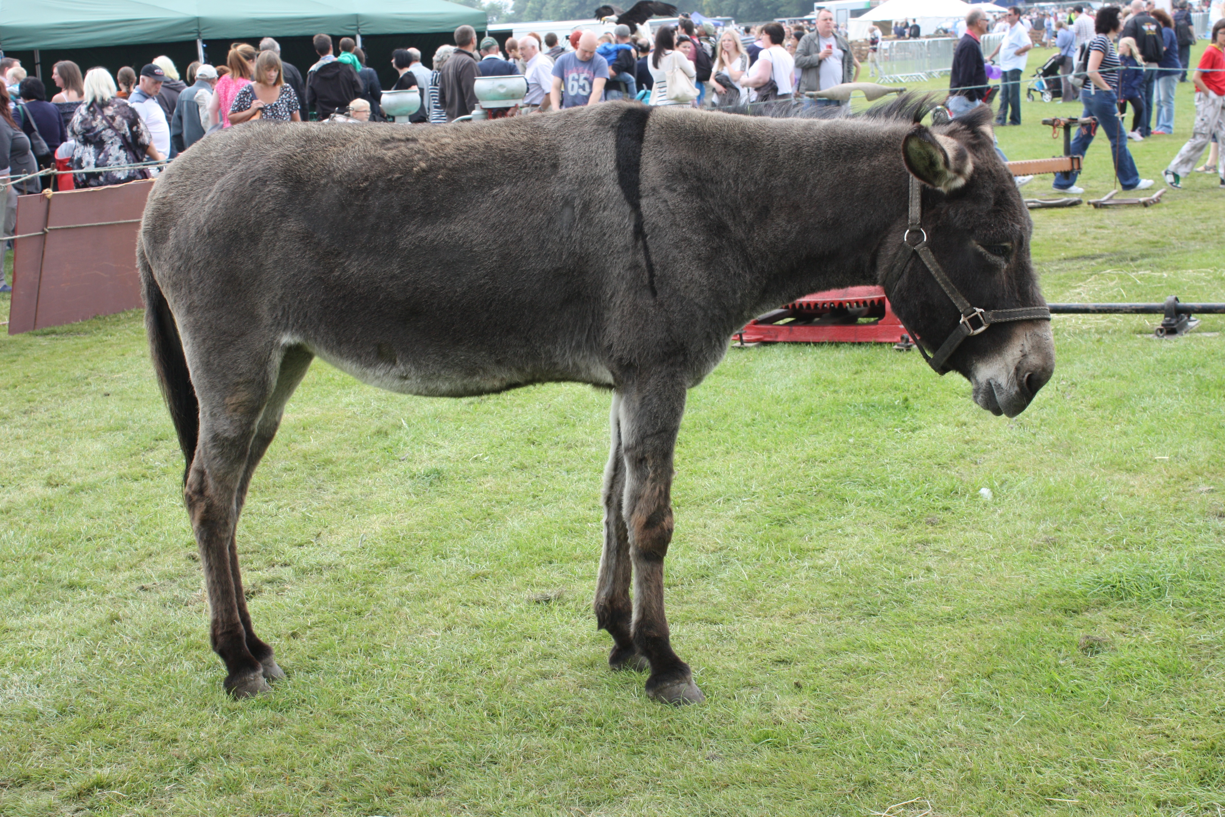 Mexican Donkey show